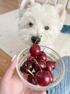 小狗能吃樱桃吗 狗狗能不能吃草莓