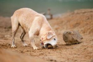 为什么狗不吃石头 狗吃石头怎么办