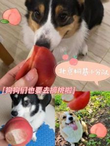 狗狗误食桃子的处理方法及预防措施