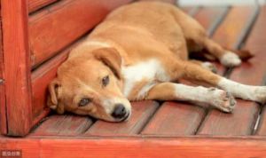 狗狗身体发热的原因及诊断与治疗方法