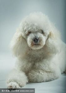 白色的贵宾犬品种