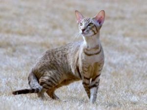 十条最受欢迎的短毛猫品种