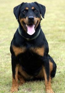 大骨架高智商的罗威纳犬，它们拥有出色的体型和智慧，是家庭守护者和极好的宠物伙伴