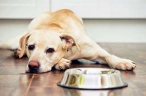 狗狗突然不吃东西了是什么原因 狗狗突然暴瘦不吃东西