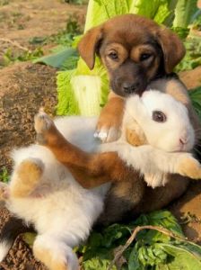 为什么狗偷吃兔子 成年兔子为什么不给吃苜蓿草