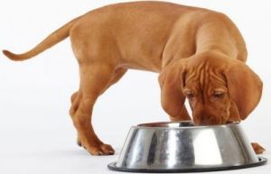 狗狗进食速度过快可能导致消化问题，如何改善狗狗的饮食习惯？
