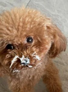 狗狗能喝酸奶吗 哪款酸奶适合狗狗吃