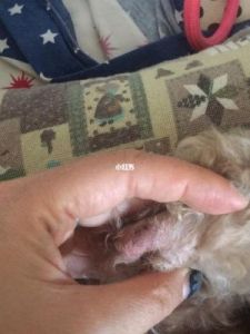 狗狗脓皮症最有效的治疗办法 狗狗皮肤病图片对照表