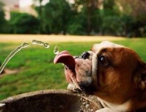 狗狗不喝水怎么回事 狗狗不吃东西怎么办