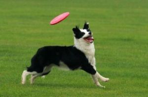 飞盘狗训练教程：快速提高狗狗敏捷度的方法与技巧