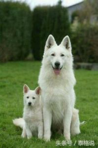白色毛毛狗狗的常见品种及其特点