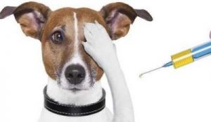 当自家狗狗咬出血时，需要考虑是否需要进行疫苗接种