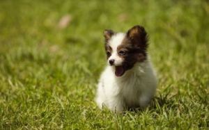 小型蝴蝶犬：活泼可爱，深受喜爱的宠物伴侣