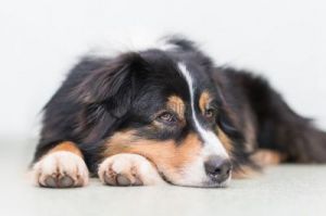 安静的狗狗品种：它们的特点性格及如何选择适合你的宠物
