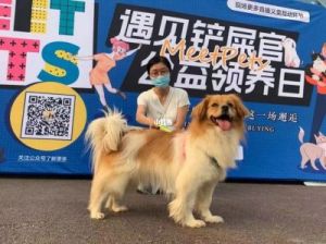北京知名狗狗领养中心
