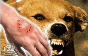 被可爱的小狗狗无意中咬伤，如何处理伤口？