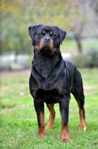 罗威纳在大型犬和中型犬中排名如何，以及它的性格特点和训练方法