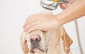 在给狗狗洗澡的过程中，我学到了许多宝贵的经验和技巧