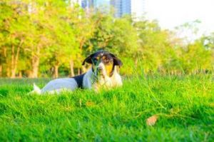 北京适合狗狗玩的地方：带您的爱犬畅游城市风光，享受休闲时光