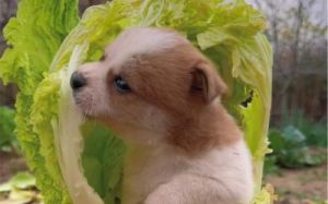 一只聪明的狗狗为何会偷吃白菜