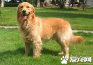 金毛寻回犬的品种特征和饲养方法