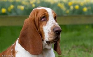 傲娇的狗狗品种：盘点十大最具个性的犬种