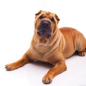 沙皮狗的体型特点与小型犬的区别