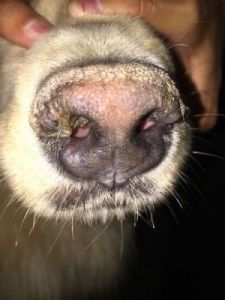狗为什么会出现鼻痒症状