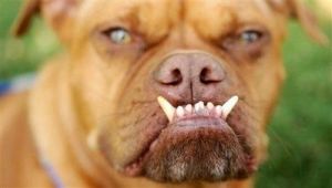 狗狗为何频繁掉脸？