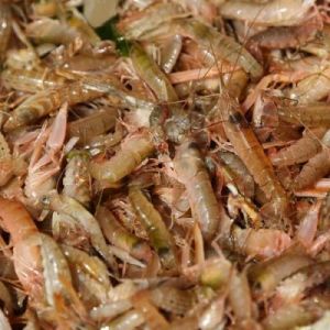 狗虾为什么难以食用？