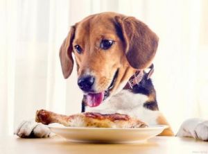 为何狗狗总是喜欢吃东西？