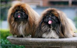 北京本地狗（如京巴犬）与外来狗（如外国品种的狗）之间的区别