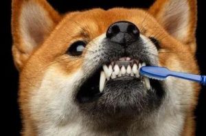 狗为什么容易硌牙？