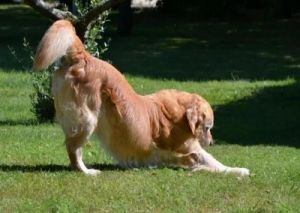 在家养宠物中，狗翘起腿的行为往往被认为是一种求偶信号