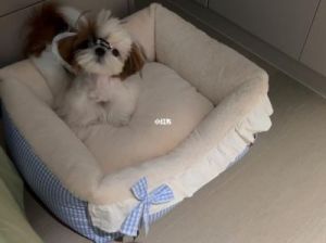 为什么聪明的狗狗总是喜欢铺床？