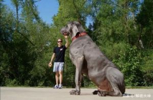 大型犬品种：永远长不大的狗狗
