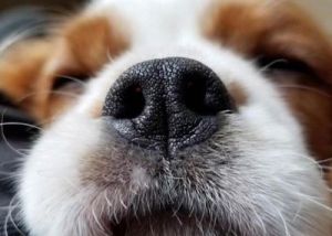 狗鼻子湿漉漉的原因及其在健康和行为上的意义