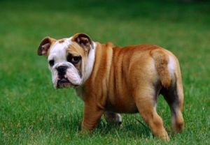 英国斗牛犬，小型犬的代表之一，以其独特的外貌和温顺的性格受到了广泛的喜爱
