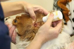 如何有效地清洁狗狗的耳朵，保持其健康与舒适