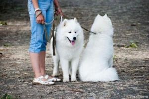 训练萨摩耶狗狗的技巧与方法