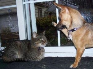 狗为何会攻击自己的猫咪同伴？