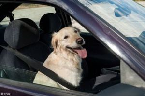 狗在开车时为何会发出奇怪的叫声