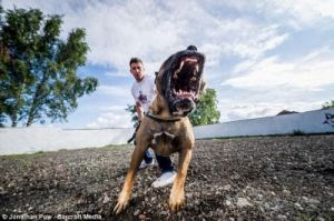 大型犬为何喜欢主动攻击人类？