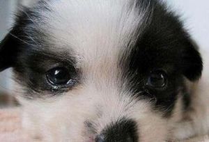 狗狗眼睛发蓝可能是由于多种原因导致的，以下是一些可能的解释和应对方法：