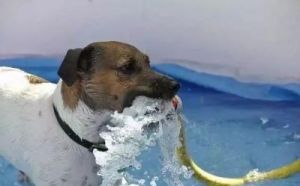 为什么狗疯狂喝水-探究其原因及解决方法
