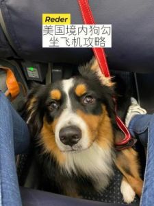如何安全顺利地托运您的爱犬乘坐飞机