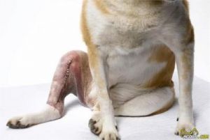 当您的狗狗扭到脚时，应该怎么做？