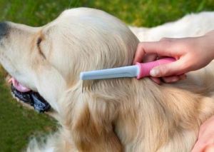 狗毛发分区的原因与功能探究