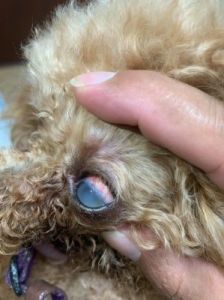 狗狗眼睛充血的常见原因及解决方法