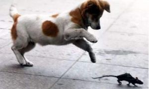 狗为什么喜欢扑杀老鼠：探究其行为背后的原因
